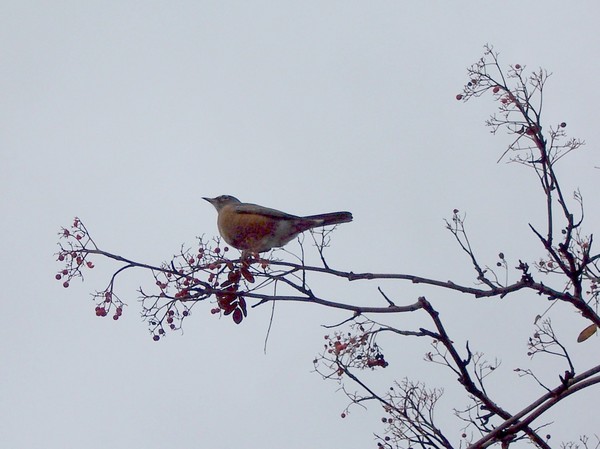 The Bird