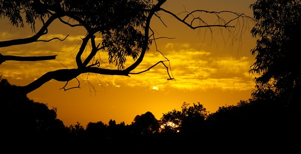 Sunset silhouette.