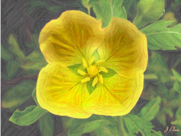 Flower 4
