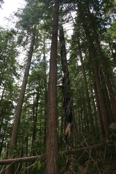 Toosie Roll Tree