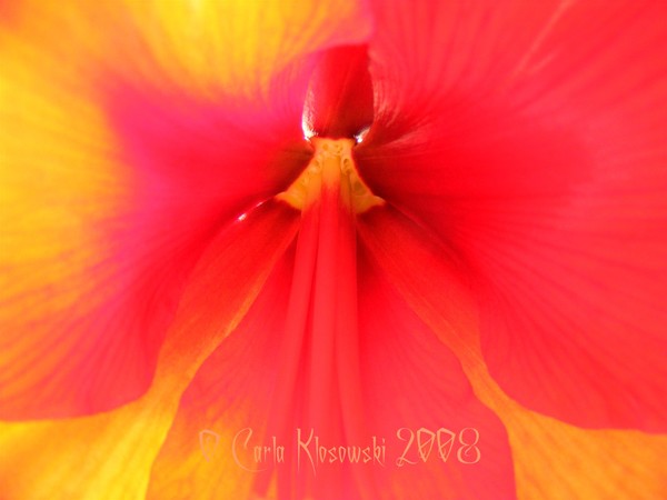 Fire Amaryllis