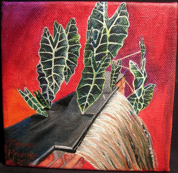 Alocasia amazonica