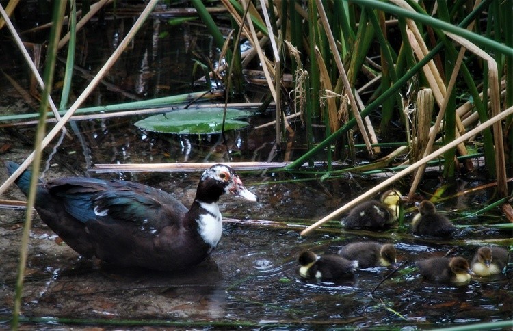 Muscovy Mother Counts Chicks