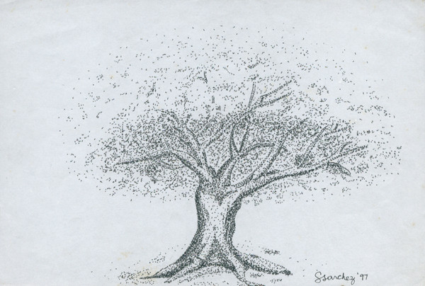 acacia