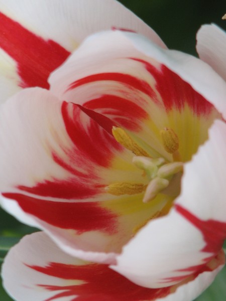Red/White Tulip