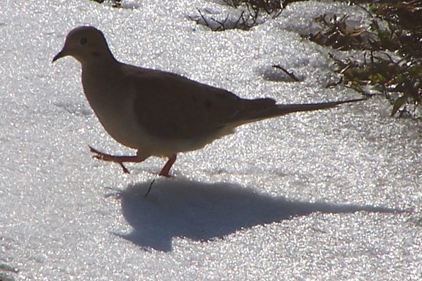 Lonesome Dove