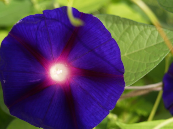 Morning Glory