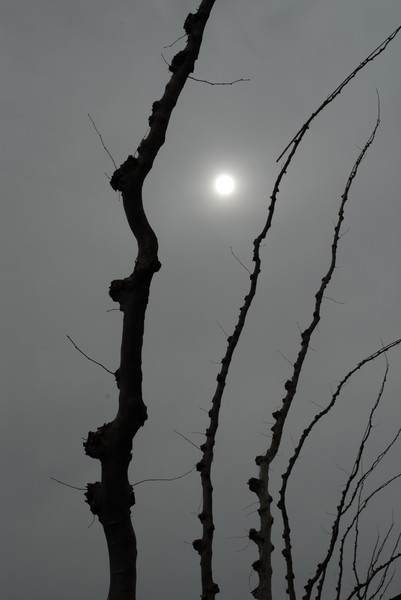 treescape