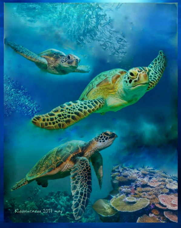 Born Divers of Lagunacano * 2017