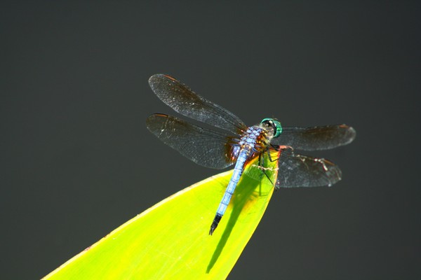 blue dragon