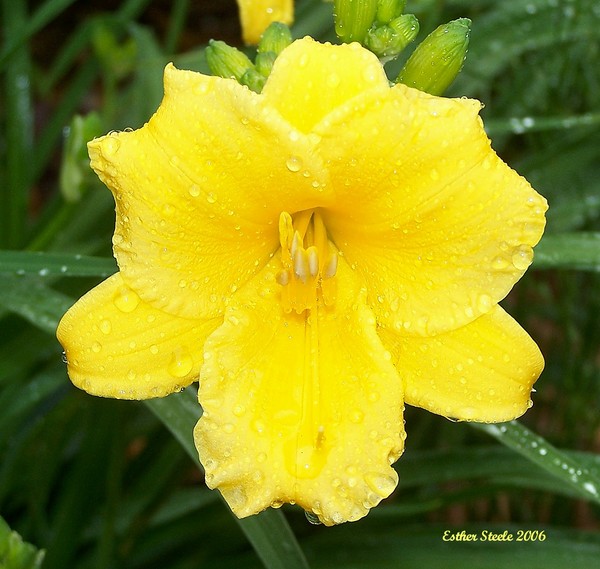 Yellow Raindrops