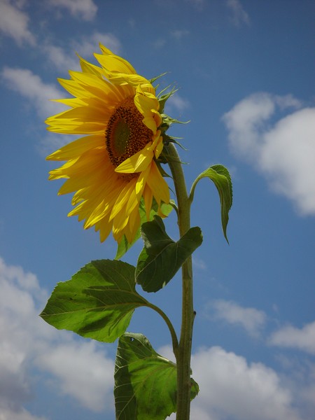 Sunflower