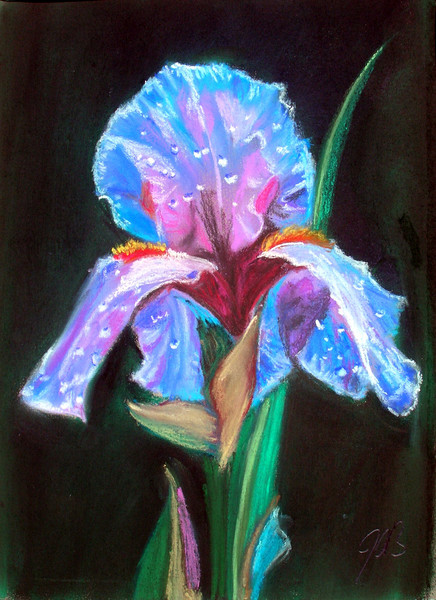 Iris