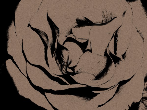 Rose?