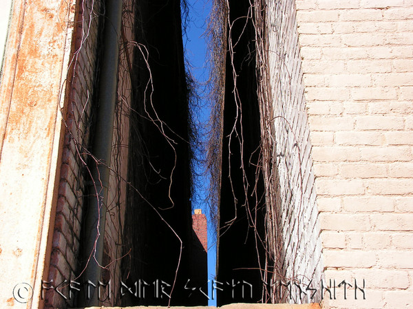Vine Passageway
