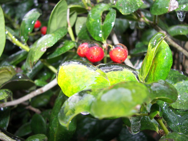 frozen berries