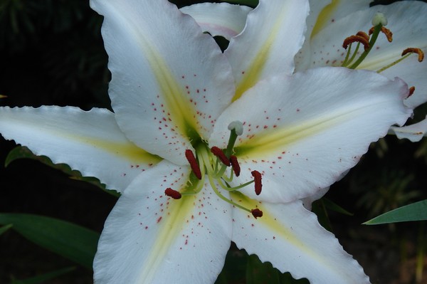White Lily