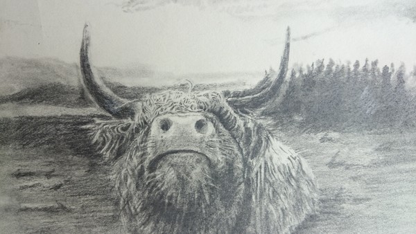 different view hippy coo ( Highland cattle)