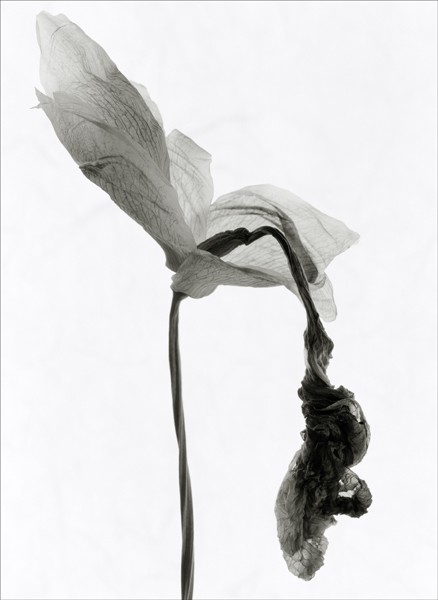 Dying Iris