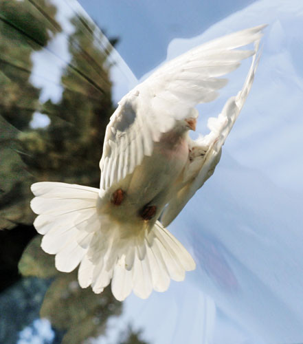 Dance of Holy