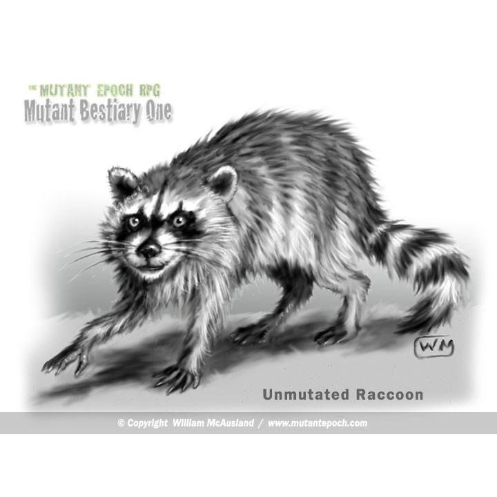 A Normal Raccoon