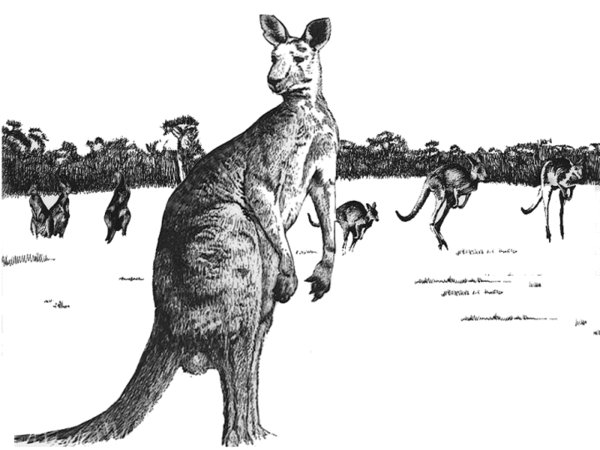 Kangaroo