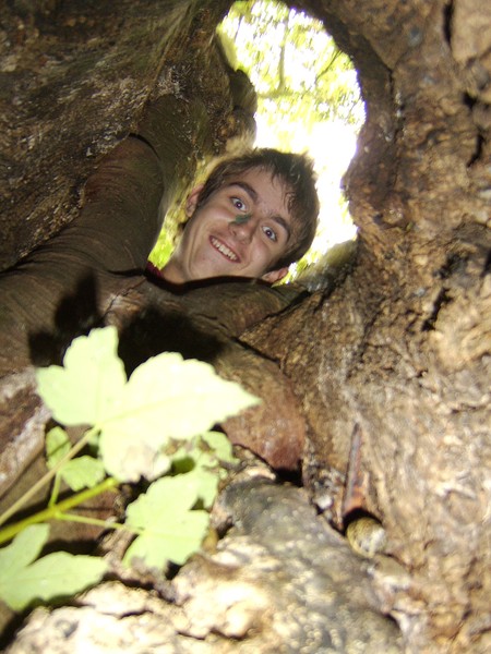 Hollow tree