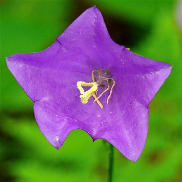 Harebell 2
