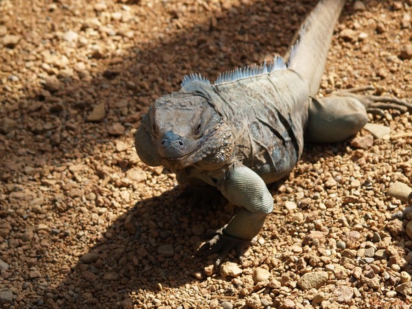 Little Dragon