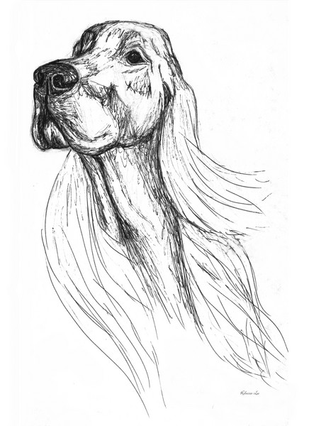Irish Setter