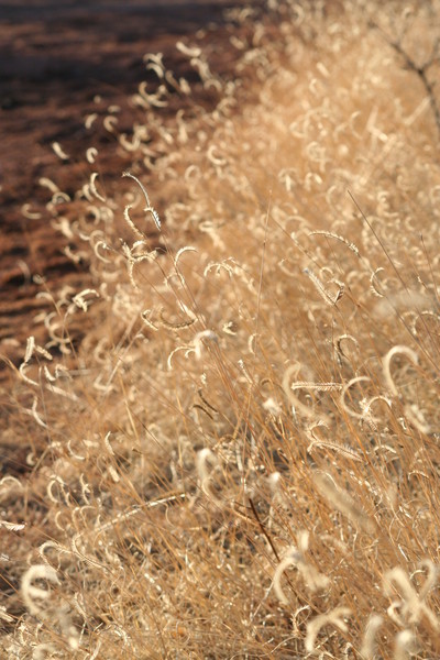 Grasses