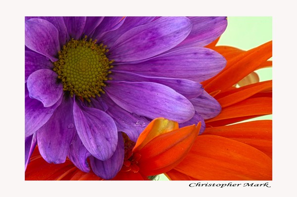 Pruple