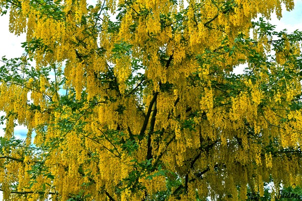  A Gold rain !