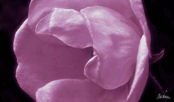  A pink glowing rose !