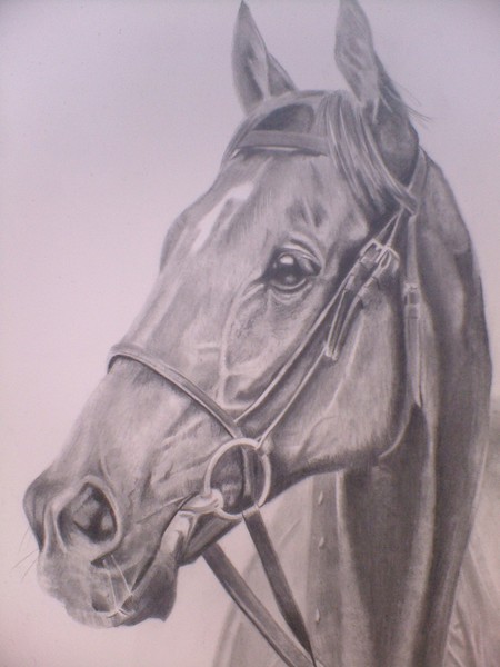 Persian Punch - Racehorse