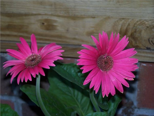 Pink Gerber Daisies
