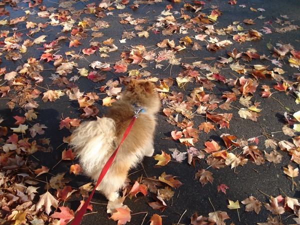 Coordinating With Fall