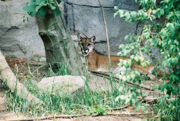cougar