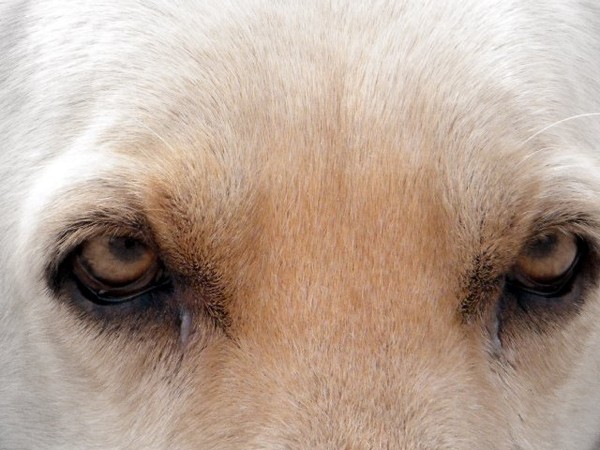 Deadly eyes....!