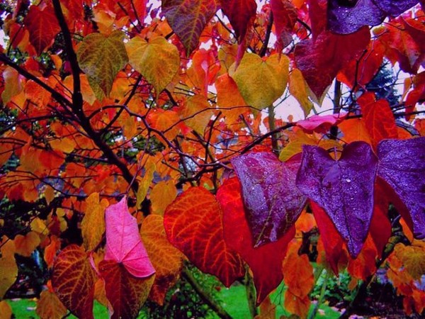 Colors....