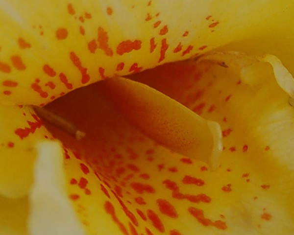 LILY - 3599 CU