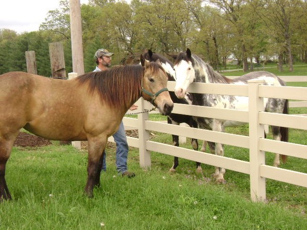 Horses