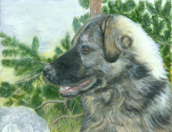 Berta-Portrait of a Leonberger Mix