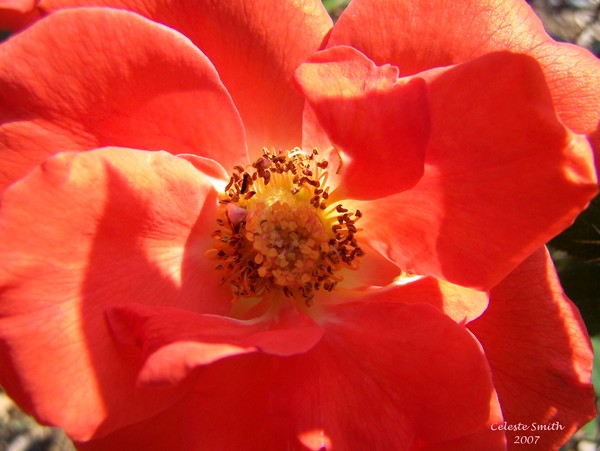 Pfieffer Rose 1