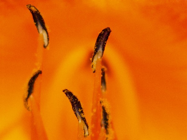 The Art of Flowers #8