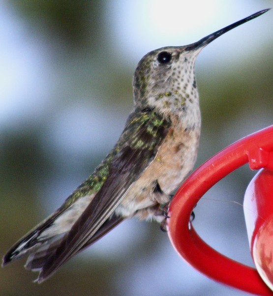  Hummingbird