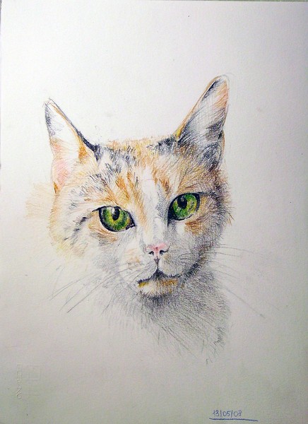 Cat's eyes