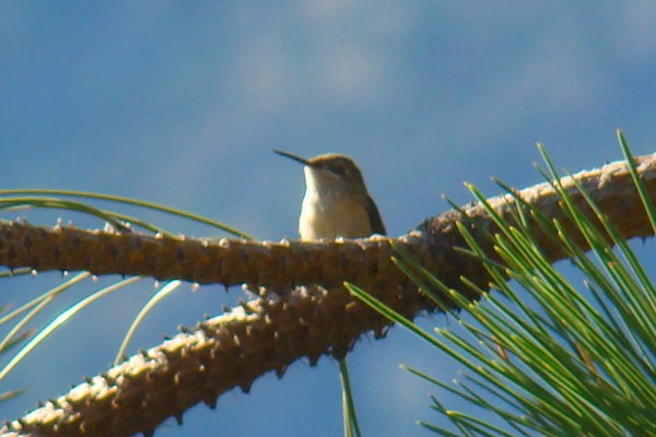 hummer