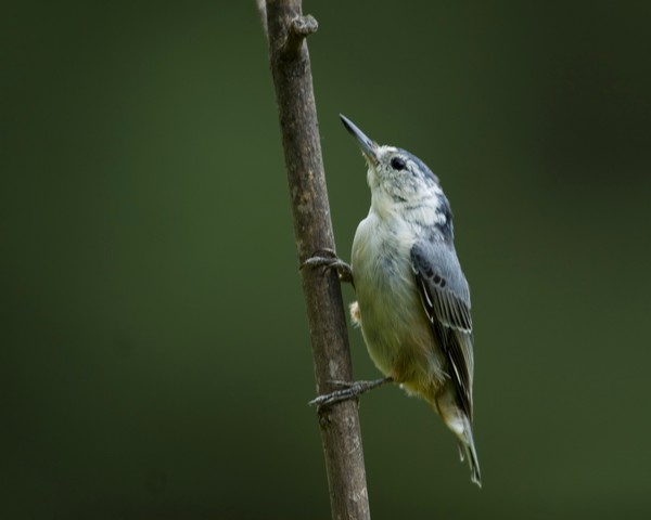 White-breasted Nuthatch