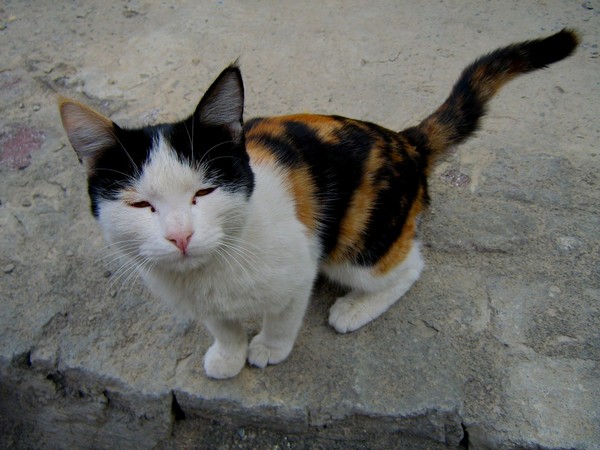 cat78